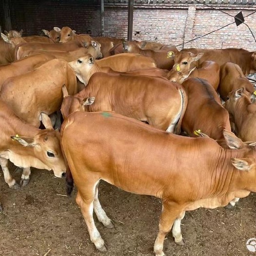 西门塔尔 鲁西黄牛 新疆褐牛