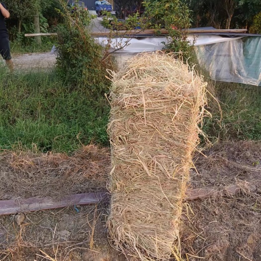 公安县大量现货小方捆干稻草