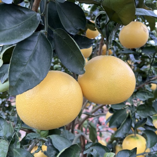 平和县“当季特卖”爆汁葡萄柚，皮薄多汁香甜可口产地直发支持一件代发