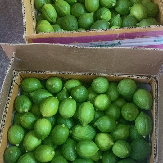 云浮广东香水柠檬