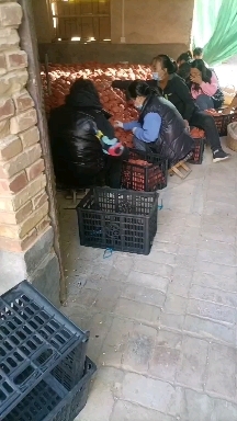 大荔县蒲城酥梨