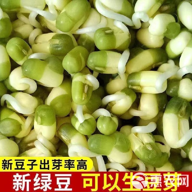 绿豆种子 绿豆芽专用种子芽苗菜绿豆芽水培专用种子全国供应发货