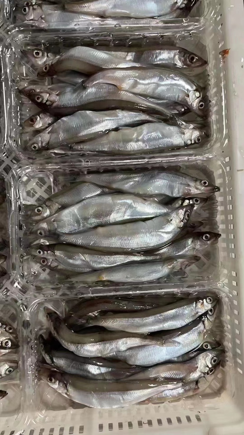满籽多春鱼带膏新鲜餐厅供应批发代理水产海鲜冷冻酒店烧烤社区