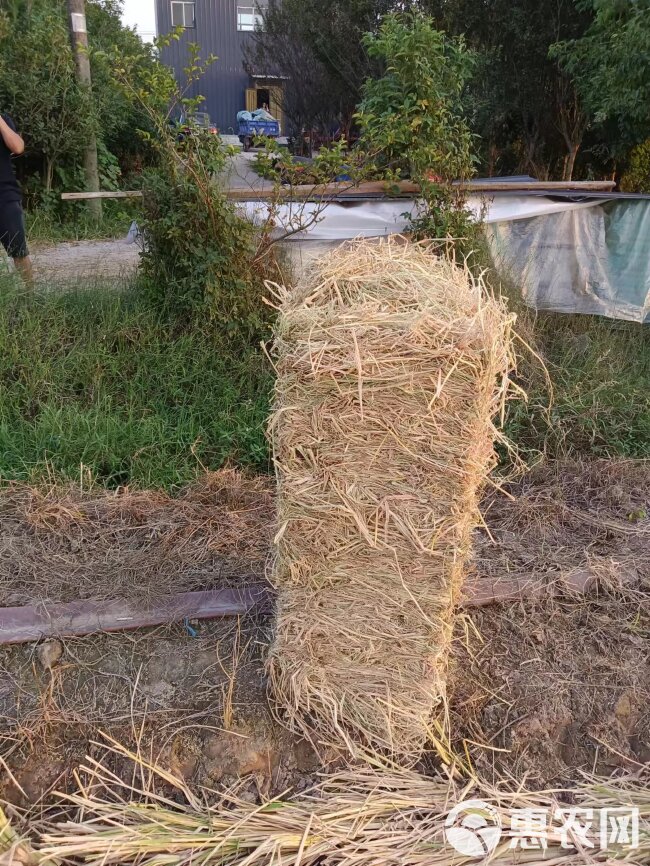 新鲜无过雨小方捆干稻草
长草，揉丝稻草，二次加压稻草，菌草