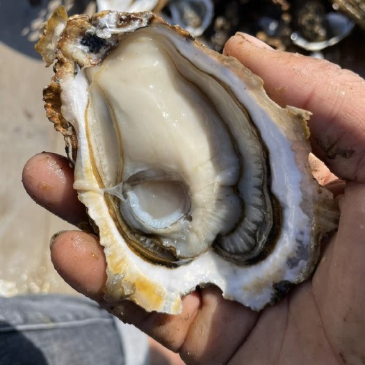 诏安县福建黄金三倍体规格齐全 欢迎烧烤摊 餐饮店等各位老板来咨询