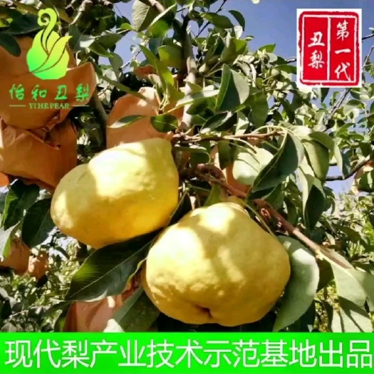 烟台怡和丑梨基地直发大果吃了忘不掉