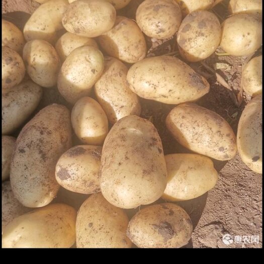 兴和县V7精品黄心土豆