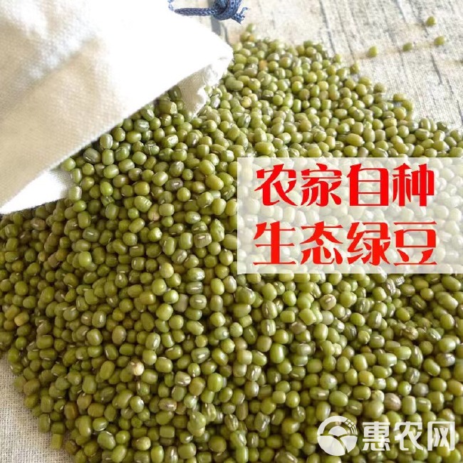 绿豆种子 绿豆芽专用种子芽苗菜绿豆芽水培专用种子全国供应发货