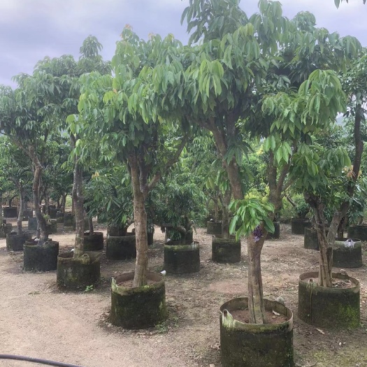 普宁市广太镇直销果苗荔枝树各种果苗品种