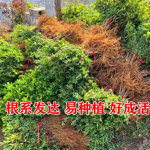 沭阳县金银花树苗可盆栽地栽食用泡茶闻香观赏药用金银花苗阳台四季开花