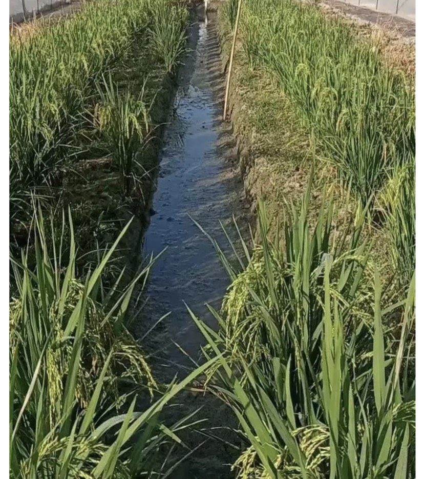 青蛙苗，卵块，广东青蛙早苗
