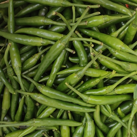 苍溪县青小米椒