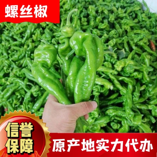 长阳县高山种植螺丝椒、芜湖椒，欢迎订购