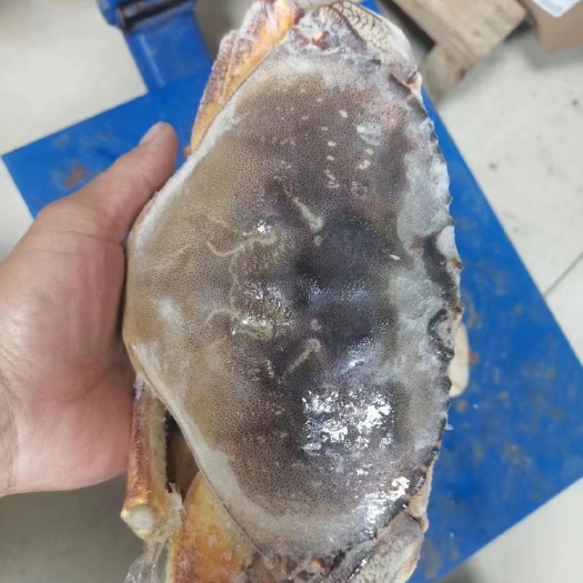 珍宝蟹