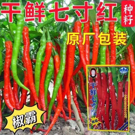 干鲜七寸红线椒种子辣椒种孑早熟高产四季蔬菜种孑阳台菜园线椒籽