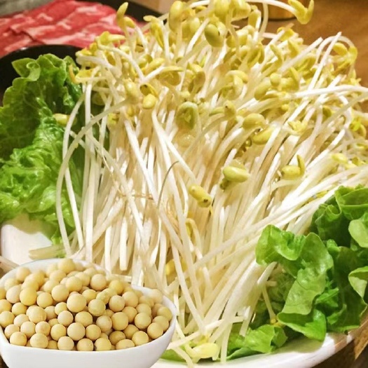 小金黄芽豆豆芽种子珍珠粒芽豆小粒黄豆 无土栽培水培黄豆芽种子