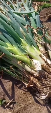 长岭县葱