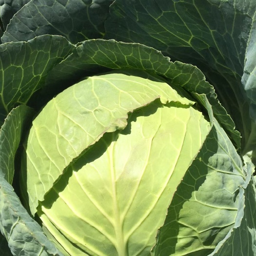 固原包菜