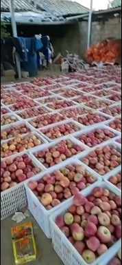 鲁甸县鲁甸晚熟富士糖心苹果
