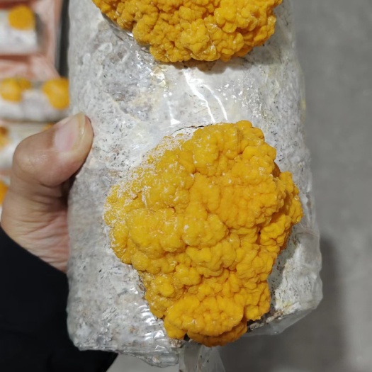 太康县厂家直供，金耳菌包，槐耳菌包，灵芝菌包，需要的联系我可代发