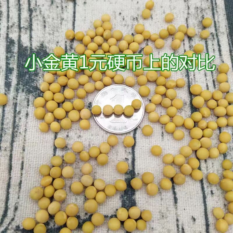 小金黄芽豆豆芽种子珍珠粒芽豆小粒黄豆 无土栽培水培黄豆芽种子