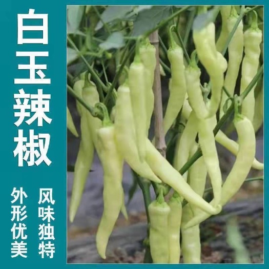 长沙白玉椒种子超辣小米椒种籽春秋四季阳台盆栽泡椒籽蔬菜籽辣椒种子