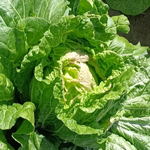 榆林包尖白菜