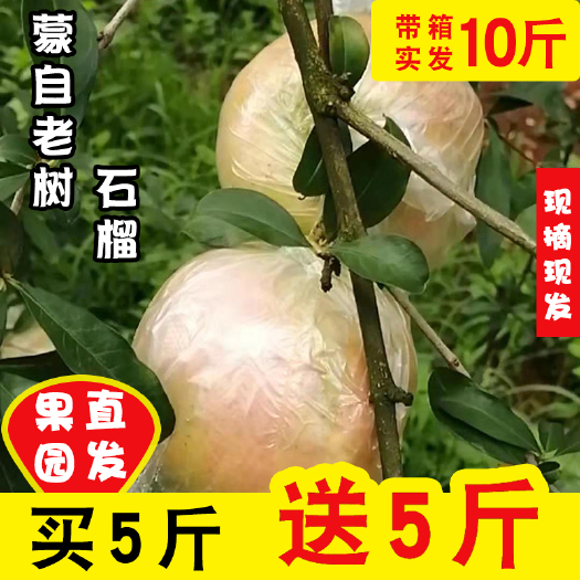 红河县云南蒙自特产绿子老树皮薄石榴产地直销批发包邮