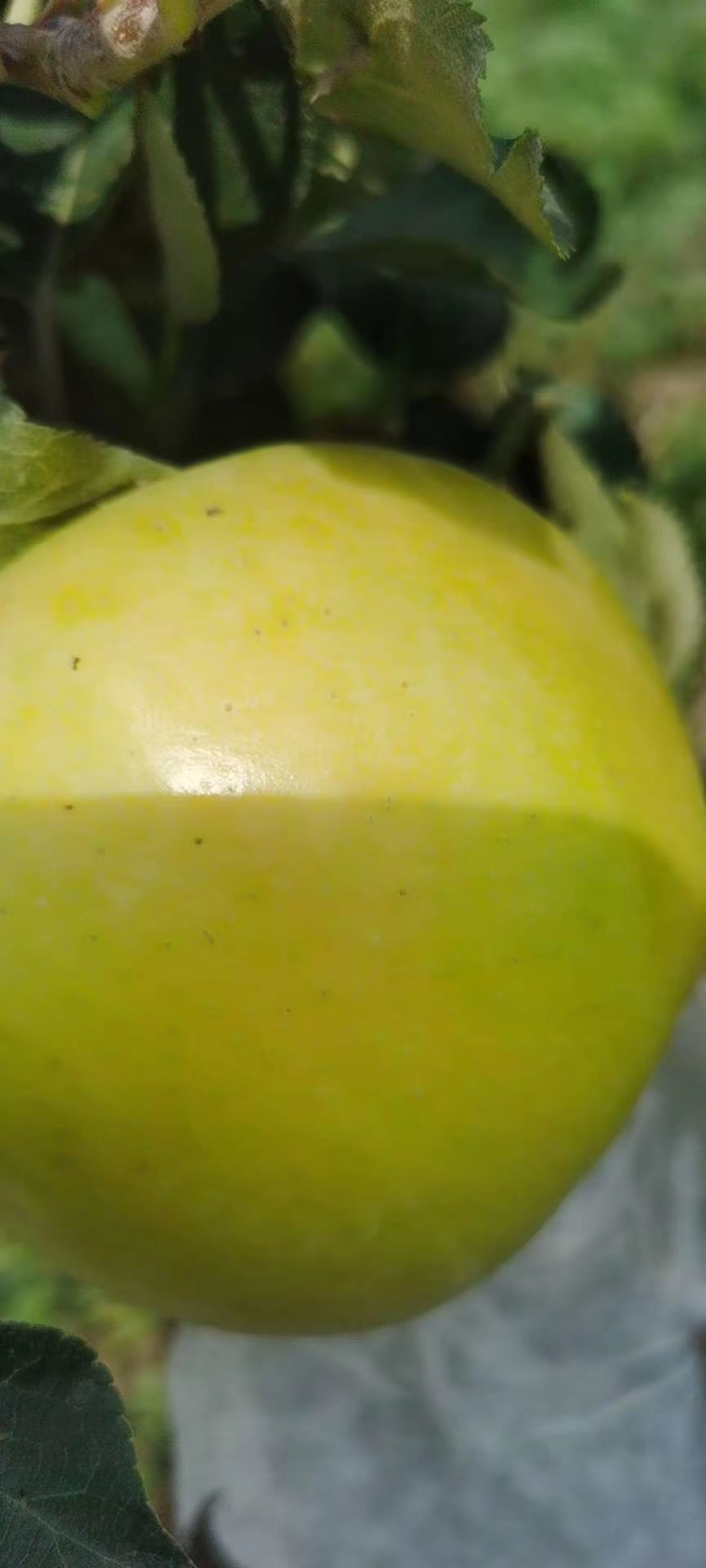 泰安日本水蜜桃苹果拓季突岐有水蜜桃口味的苹果