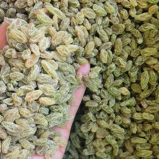 鄯善县一级绿小颗粒