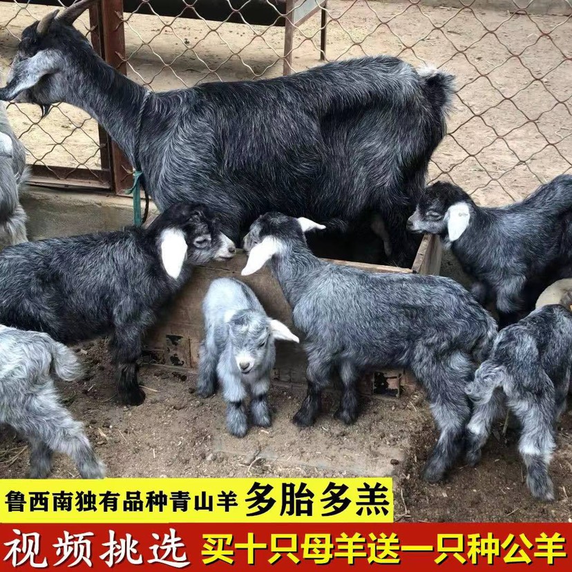 梁山县出售纯种青山羊怀孕母羊 一年两窝 一胎三到六只 羊娃 狗羊