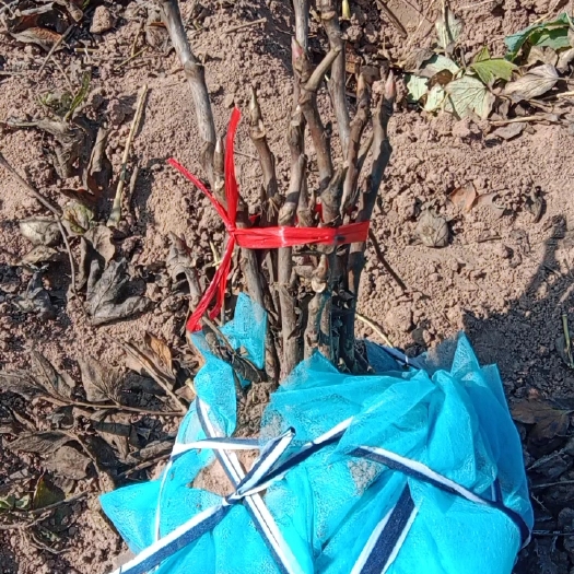 菏泽菏泽牡丹 清地价格