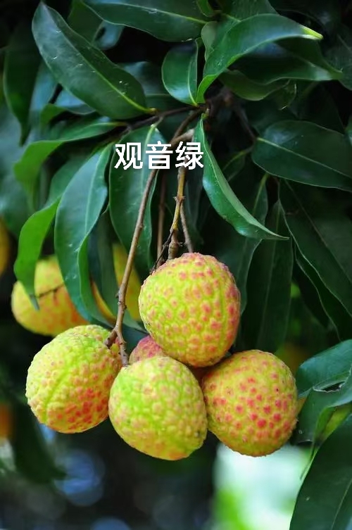 灵山县广西灵山发货 观音绿荔枝苗2～5年苗带土球、带叶子当年结果