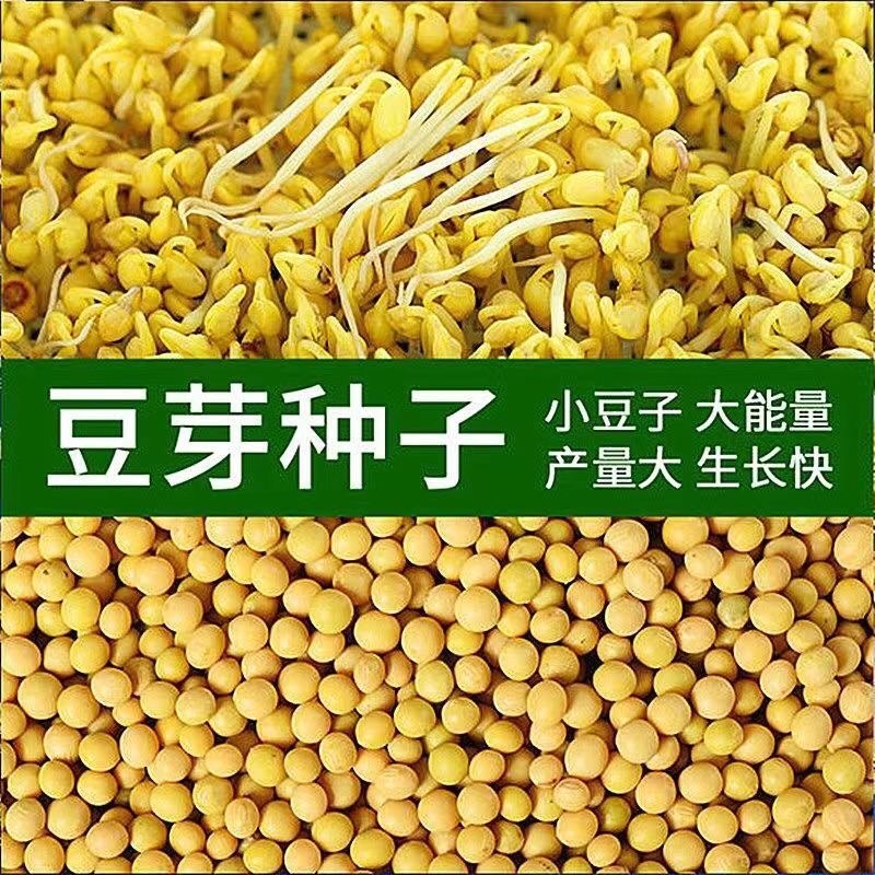 小金黄芽豆豆芽种子珍珠粒芽豆小粒黄豆 无土栽培水培黄豆芽种子