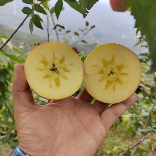汉源县高山糖心丑苹果中果