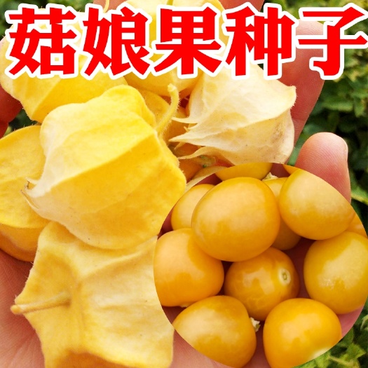 东北姑娘果种灯笼果种子红甜黄姑娘春四季盆栽蔬菜种籽树苗果苗孑