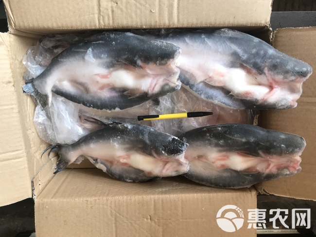 张光豪 小开背巴沙鱼12条*4.5kg