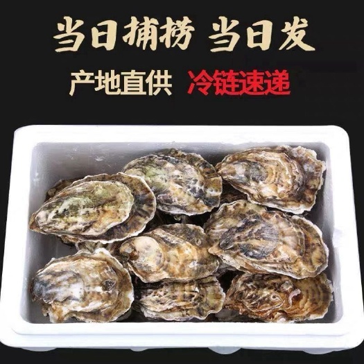 诏安县福建生蚝三倍体