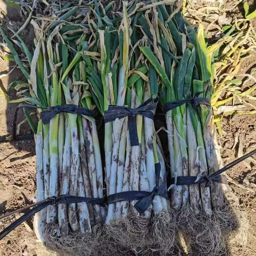 乾安县东北大葱品质好！价格优！欢迎新老客户前来预订！