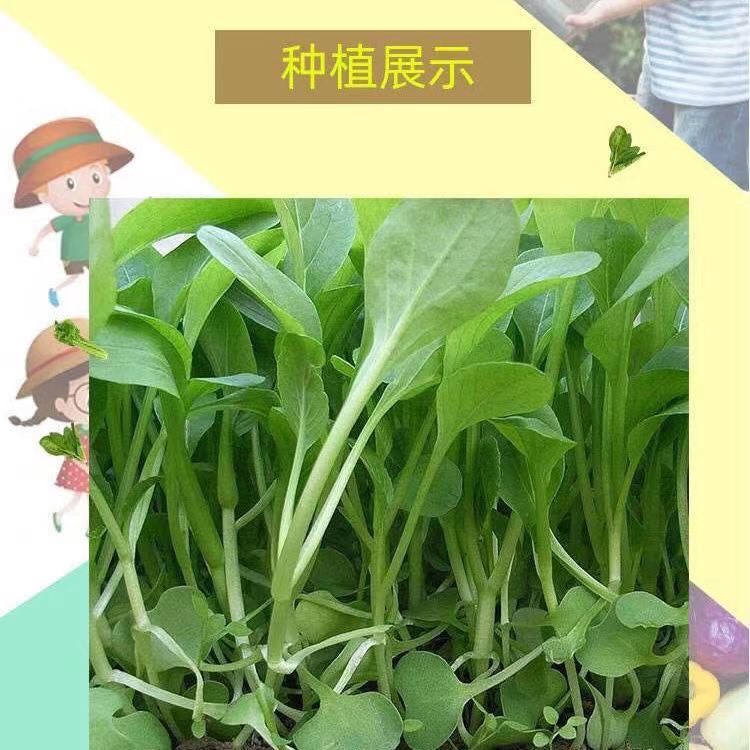 上海青种子批发]鸡毛菜种子无土栽培水培鸡毛菜芽苗菜种子小白菜