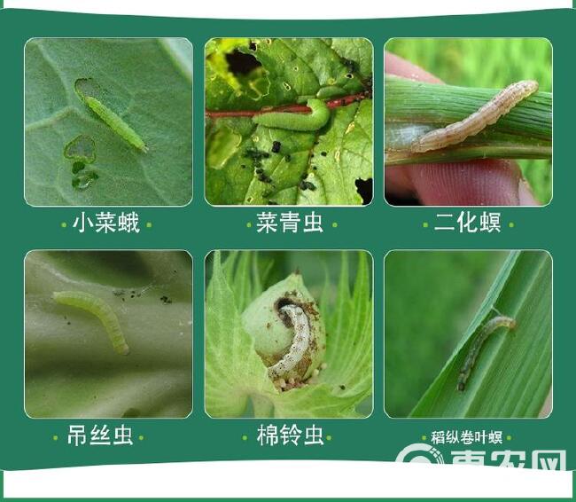 甲维虫螨腈 杀虫剂 菜青虫钻心虫吊丝虫玉米螟卷叶螟食心虫