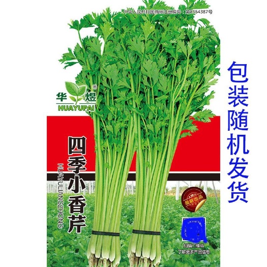 玻璃脆芹种子本芹芹菜种籽实心质脆味鲜阳台庭院秋季四季蔬菜种孑