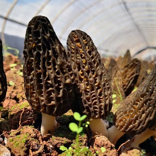 沂南县羊肚菌种 一亩6000元 包含菌种400斤 营养包2000包