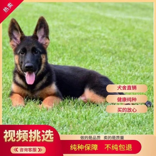 嘉祥县精品德牧，公母都有