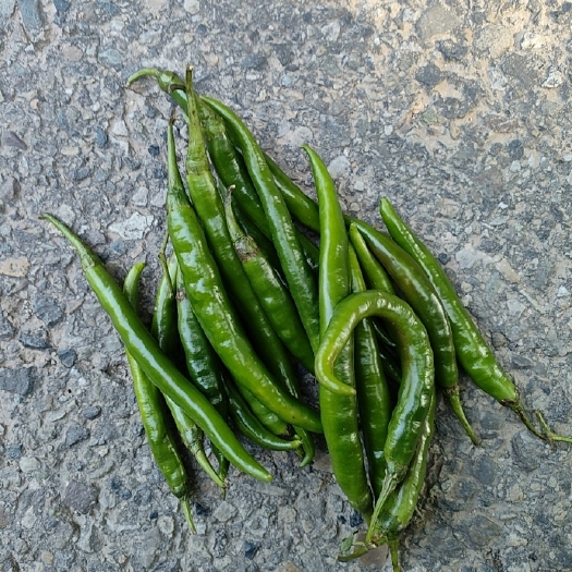 苍溪县小青椒
