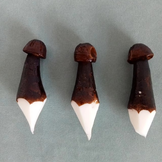 黑皮鸡枞菌模型
