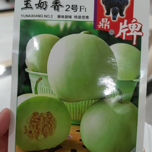 南昌玉奶香2号甜瓜种子，400粒，耐雨水，甜度19.单果600克