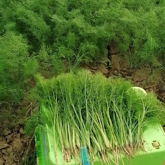 石家庄小茴香，大棚种植，生长快，鲜嫩可口，头茬