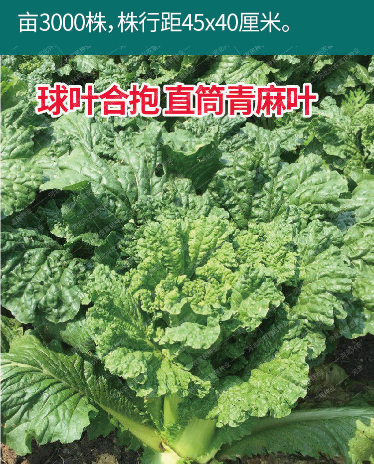 津青60青麻叶绿白菜种子 早熟耐热不烧心夏秋播菜园白菜籽冬储