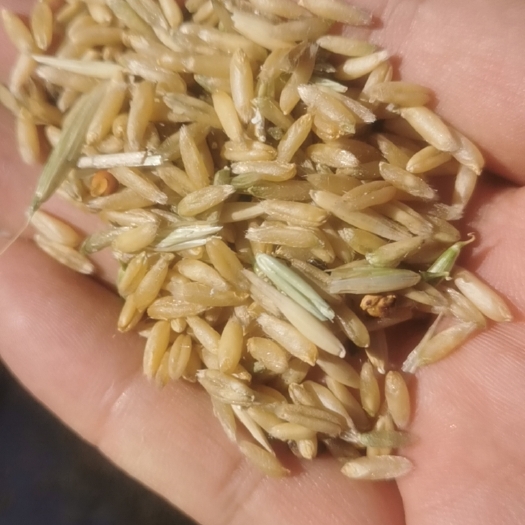太原莜麦（不上化肥有机莜麦）10吨
